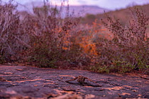 Madagascar nightjar (Caprimulgus madagascariensis) resting on the ground with wings spread, Andohahela National Park, Madagascar.