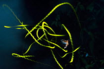 Common Eastern firefly (Photinus pyralis) in flight at night, displaying its bioluminescent light trail, Cooch Behar, West Bengal, India.