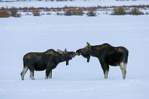 Two Shiras moose (Alces alces shirasi) bulls standing in snow touching noses, Lamar Valley, Yellowstone National Park, Wyoming, USA. February.