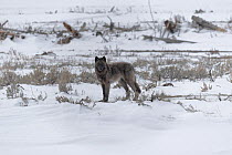 Grey wolf (Canis lupus) standing alert in snowfield, Lamar Valley, Yellowstone National Park,Wyoming,  USA. January.