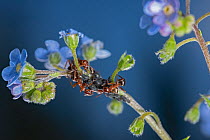 Mound ants (Formica sp) tending to aphids (Aphidoidea sp) on Many-flowered stickseed (Hackelia floribunda).  Bridger Mountain Range, Montana, USA.