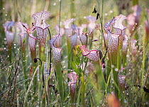White-topped pitcher plants (Sarracenia leucophylla) and Dew-thread sundews (Drosera filiformis) covered in dew at sunrise.  Conecuh National Forest, Alabama, USA.