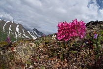 Whorled lousewort (Pedicularis verticillata) in flower on ridge.  Chugach Mountains, Anchorage, Alaska, USA.