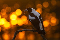 Australian magpie (Gymnorhina tibicen) male perched on branch with insect prey, bokeh effect, Canterbury, South Island, New Zealand.