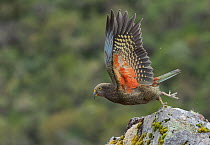 Kea (Nestor notabilis) juvenile, taking flight off rock, Arthur's Pass National Park, South Island, New Zealand.