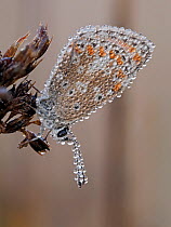 Brown argus butterfly (Aricia agestis) roosting at dawn with heavy covering of dew, Hertfordshire, UK. August. Focus stacked.