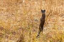Yellow mongoose (Cynictis penicillata) standing on hind legs, Savuti Game Reserve, Chobe National Park, Botswana.
