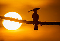 European hoopoe (Upupa epops) silhouetted at sunset with caterpillar in beak, Vendee, France.