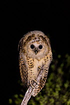 Pel's fishing owl (Scotopelia peli) juvenile perched on branch at night, Okavango Delta. Botswana.