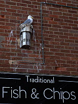 Kittiwake (Rissa tridactyla) nesting on the side of a fish and chip shop, Bridlington Harbour, North Yorkshire, UK. June.