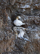 Northern gannet (Morus bassanus) standing next to the corpse of its mate, killed by Avian Influenza, Troup Head RSPB Reserve, Aberdeenshire, UK. September, 2022
