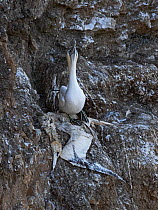 Northern gannet (Morus bassanus) standing on the corpse of its mate, killed by Avian Influenza, Troup Head RSPB Reserve, Aberdeenshire, UK. August, 2022.