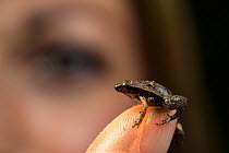 Gardiner's frog (Sechellophryne gardineri) resting on woman's fingertip, one of the smallest Amphibians in the world, reaching a maximum body size of 11 mm when adult,  Mahe Island, Seychell...