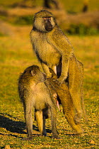 Two Yellow baboon (Papio cynocephalus) males exhibiting homosexual behaviour, showing the typical 'double foot clasp' mounting posture. This behavior is still studied, but it's mainly due to domi...