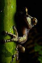 Spiny-headed tree frog (Triprion spinosus) resting on plant stem, portrait, Centro Manu, Costa Rica.