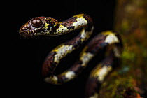 Ringed snail eater snake (Sibon annulatus) portrait, Centro Manu, Costa Rica.