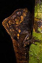 Smooth helmeted iguana (Corytophanes cristatus) resting on tree showing inflated throat as a threat display. Sierpe, Costa Rica.