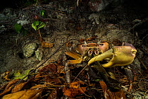 Giant land crab (Cardisoma carnifex) feeding on fallen leaf in coastal forest at night, Praslin island, Seychelles.