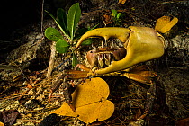Giant land crab (Cardisoma carnifex) raising its big pincer in defensive posture, Praslin island, Seychelles.