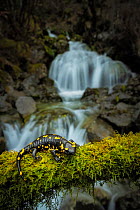 Fire salamander (Salamandra salamandra) female, resting on mossy log alongside forest stream, Northern Greece. April.