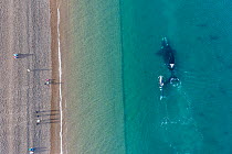 Aerial view of tourists watching Southern right whales (Eubalaena australis) from beach, Peninsula Valdes, El Doradillo Nature Reserve, UNESCO World Heritage Site, Chubut Province, Patagonia,Argentina.