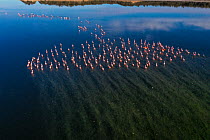 Flock of Chilean flamingos (Phoenicopterus chilensis) disturbing sediment in lagoon, La Pampa Province, Patagonia, Argentina.