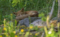 European red fox (Vulpes vulpes) sleeping on a mossy stone, Finland, June.