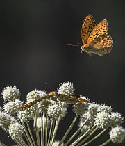 Silver-washed fritillary (Argynnis paphia) male flying towards flower where female is resting, Finland, July.