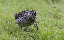 Great snipe (Gallinago media) with an earthworm in its beak, Finland, September.