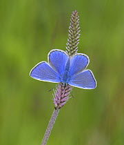European common blue (Polyommatus icarus) male resting on a flower, Estonia, June.