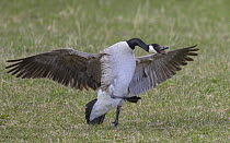 Canada goose (Branta canadensis) hissing and spreading its wings, Finland, April.