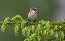 Blyth's reed warbler (Acrocephalus dumetorum) male singing whilst perched on a pine tree, Finland, June.