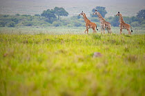Three newborn Maasai giraffes (Giraffa camelopardalis tippelskirchi), one with markings of Rothschild's giraffe (Giraffa camelopardalis rothschildi), Masai-Mara, Kenya.