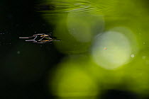 Pondskater (Gerris lacustris) on the surface of a pond, Arandon, France.