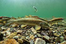 Group of Longnose suckers (Catostomus catostomus) at spawning ground in a remote river, with Rainbow trout (Oncorhynchus mykiss) lurking in background waiting to feed on released eggs, British Columbi...
