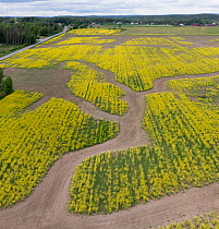Rapeseed (Brassica napus) crop affected by drought.  Viken, Norway. May.