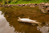 Pike (Esox lucius) floating dead in river due to depleted oxygen levels caused by pollution and extreme heat, River Wye, Hereford, England, UK. 22nd August 2022.