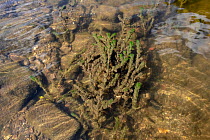 Spiked water milfoil (Myriophyllum spicatum) covered with algae and river sediment due to increased pollution and extreme heat, River Wye, Hereford, England, UK. 25th August 2022.