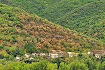 Downy oak (Quercus pubescens) trees dying on hillside due to record drought and extreme temperatures with many weeks of high 30 to 42 degrees centigrade heat, near Margal village, Haut Languedoc Natur...
