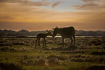 New Forest donkeys, female with foal, standing on grassland, touching noses at dusk, New Forest National Park, Hampshire, England, UK. May.