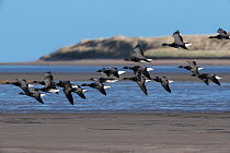 Brent geese (Branta bernicla) small flock in flight over coastal feeding grounds, Lindisfarne National Nature Reserve, Northumberland, UK. February.