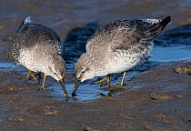 Two Red knots (Calidris canutus), in winter plumage, searching for food in tidal pool. Lindisfarne National Nature Reserve, Northumberland, UK. January.
