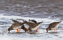 Group of Common redshanks (Tringa totanus) probing mud for food collectively at shoreline. Lindisfarne National Nature Reserve, Northumberland, UK. November.