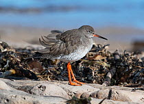 Common redshank (Tringa totanus) resting at shoreline, with feathers blowing backwards in wind. Lindisfarne National Nature Reserve, Northumberland, UK. March.