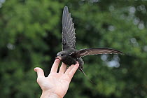 Common swift (Apus apus), juvenile, being released after being hand fed.  Norwich, UK. July.