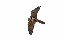 Eurasian hobby (Falco subbuteo) eating insect in flight.  Hickling Broad NWT, Norfolk, UK. May.