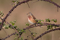 Common linnet (Carduelis cannabina) perched on bramble.  Norwich, UK. April.
