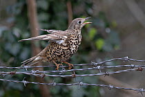 Mistle thrush (Turdus viscivorus) calling to mate and vibrating wings.  Norwich, UK. March.