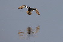 Garganey (Anas querquedula) landing.  Cley Marsh NWT, Norfolk, UK. March.