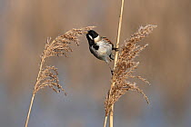 Common reed bunting (Emberiza schoeniclus) collecting seeds or insects from reed head. .  Cley Marshes, Norfolk, UK. March.